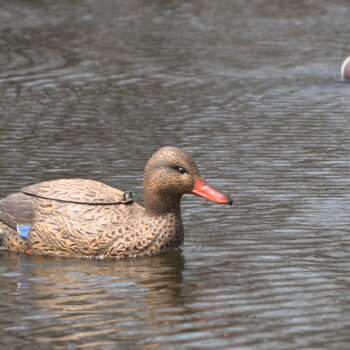 Natural Swimmer Hen