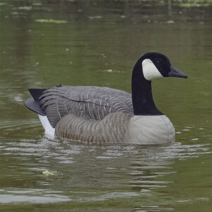Swimmer DOA Canada Goose