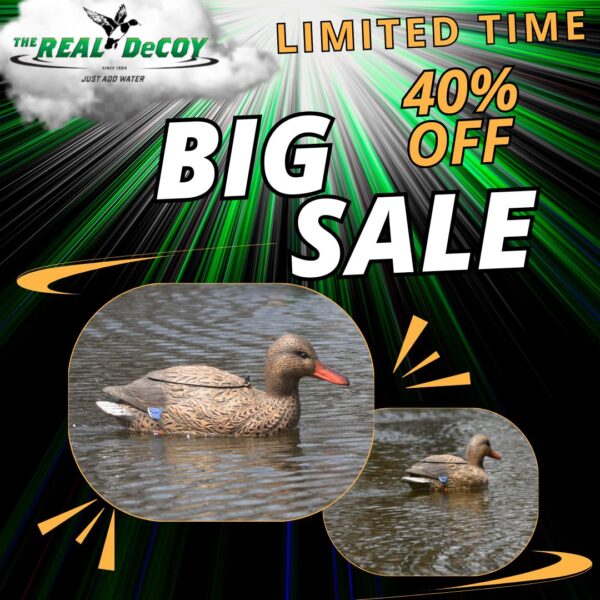 THE NATURAL Swimmer, Mallard HEN  40% OFF Limited Time